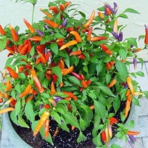 PEPERONCINO MASQUERADE NANO MISCUGLIO NR.50 SEMI