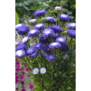 ASTER SOL LEVANTE BLU E BIANCO NR.300 SEMI
