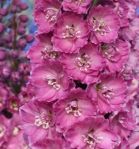 DELPHINIUM SUPREMO ROSA SCURO NR.300 SEMI