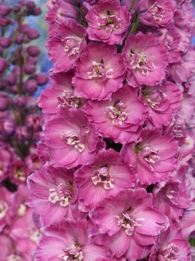 DELPHINIUM SUPREMO ROSA SCURO NR.300 SEMI