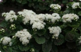 AGERATO NUVOLA BIANCO GR.1