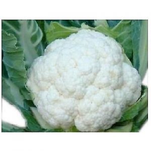 CAVOLFIORE PALLA DI NEVE NR.300 SEMI