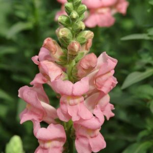 BOCCA DI LEONE / ANTIRRHINUM F1 POTOMAC ROSA NR.1000 SEMI