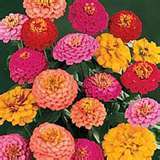 ZINNIA GIGANTE CALIFORNIA MISCUGLIO GR.10.
