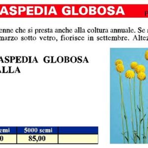 CRESPEDIA GLOBOSA