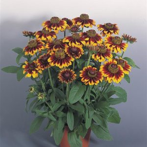 RUDBECKIA TOTO RUSTIC NR.1000 SEMI