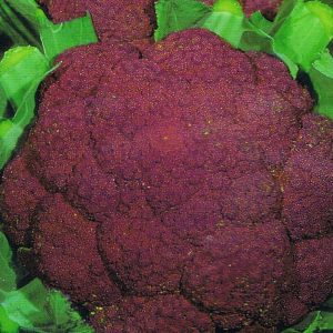 CAVOLFIORE VIOLETTO DI SICILIA NR.300 SEMI