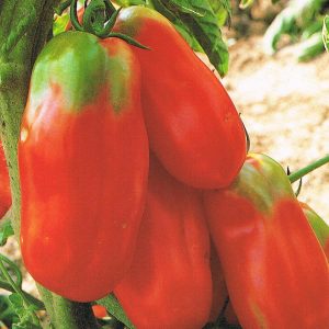 POMODORO SCATOLONE NR.200 SEMI