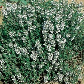 ORIGANO GRECO A FIORE BIANCO 4000 SEMI +/- O,4 GR