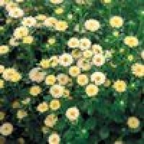 ASTER SERENADE GIALLO NR.1000
