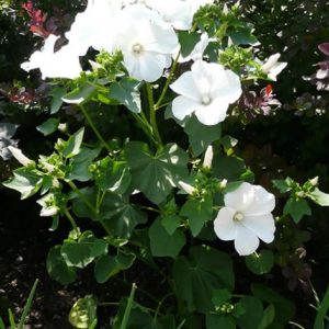 LAVATERA MONTEBIANCO NR.25 SEMI