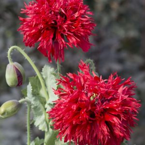 A-7001 PAPAVERO FRANGIATO ROSSO SCARLATTO NR.50 SEMI