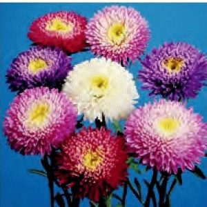 ASTER POWDERPUFF BOUQUET MISCUGLIO GR.5