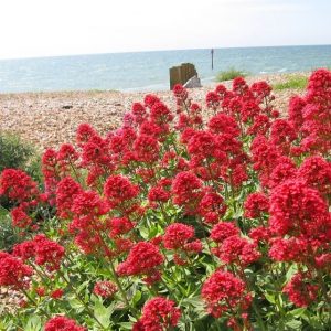 CENTRATHUS RUBER ROSSO NR.200 SEMI