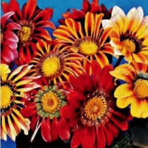 A GAZANIA SPLENDENS RAGGIO DI SOLE MISCUGLIO NR.100 SEMI