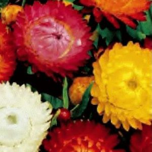 ELICRISO O SEMPREVIVI - HELICHRYSUM NR.300 SEMI