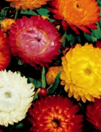 ELICRISO O SEMPREVIVI - HELICHRYSUM NR.300 SEMI