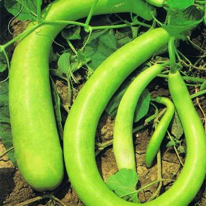 ZUCCA LUNGA SERPENTE DI SICILIA NR.20 SEMI