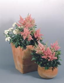ASTILBE ROSA NR.1000 SEMI