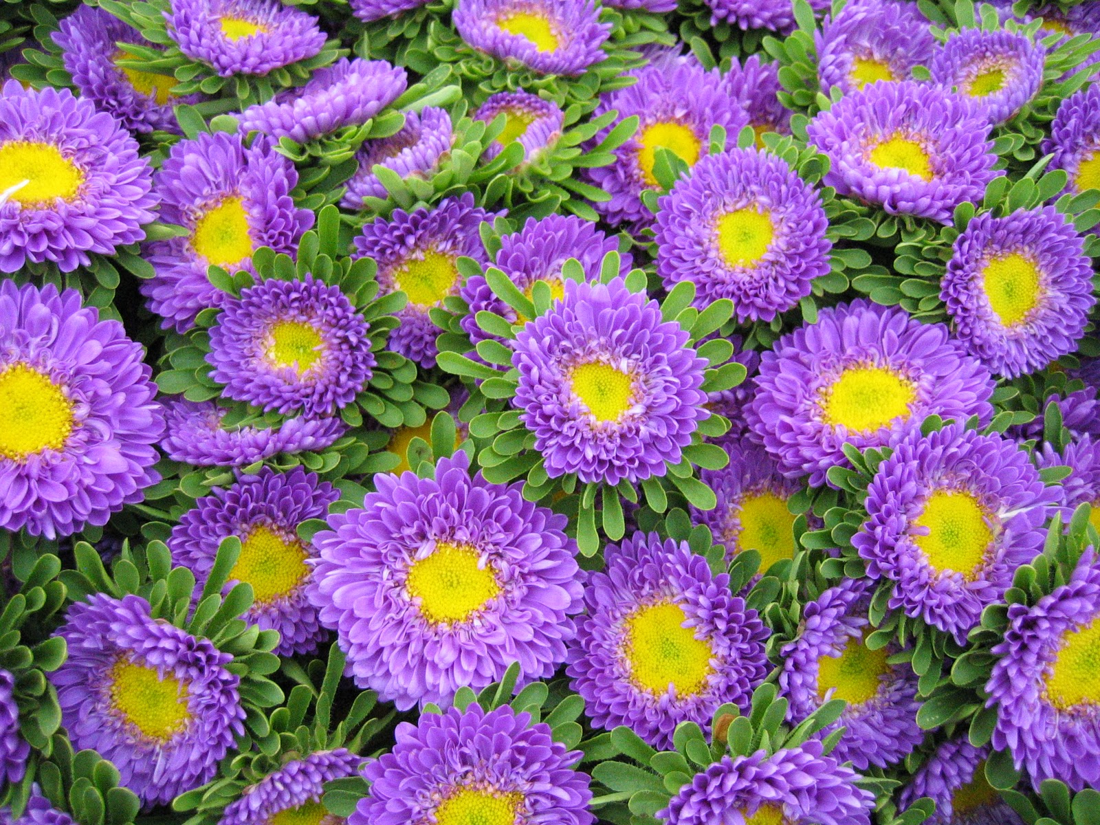 ASTER SOL LEVANTE BLU CHIARO GR.5