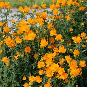 TROLLIUS APOLLO NR.25 SEMI