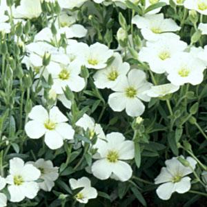 ARENARIA MONTANA BIANCO NR.50 SEMI