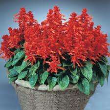 SALVIA SPLENDENS PALLA DI FUOCO NR.100 SEMI