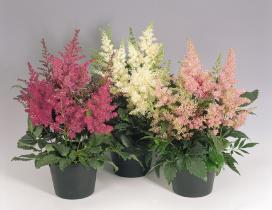 ASTILBE MISCUGLIO NR.1000 SEMI