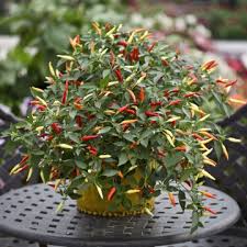 PEPERONCINO PICCANTE BASKET OF FIRE NR.1000 SEMI