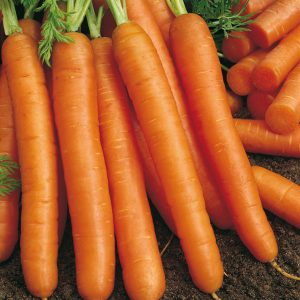 CAROTA MEZZA LUNGA NANTESE 2 NR.2000 SEMI