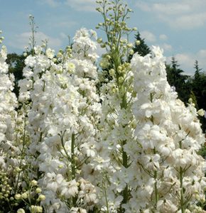 DELPHINIUM SUPREMO BIANCO GR.10