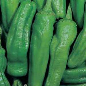PEPERONE VERDE DOLCE DI NOCERA GR.50