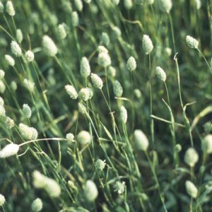SCAGLIOLA - PHALARIS CANARIENSIS NR.200 SEMI
