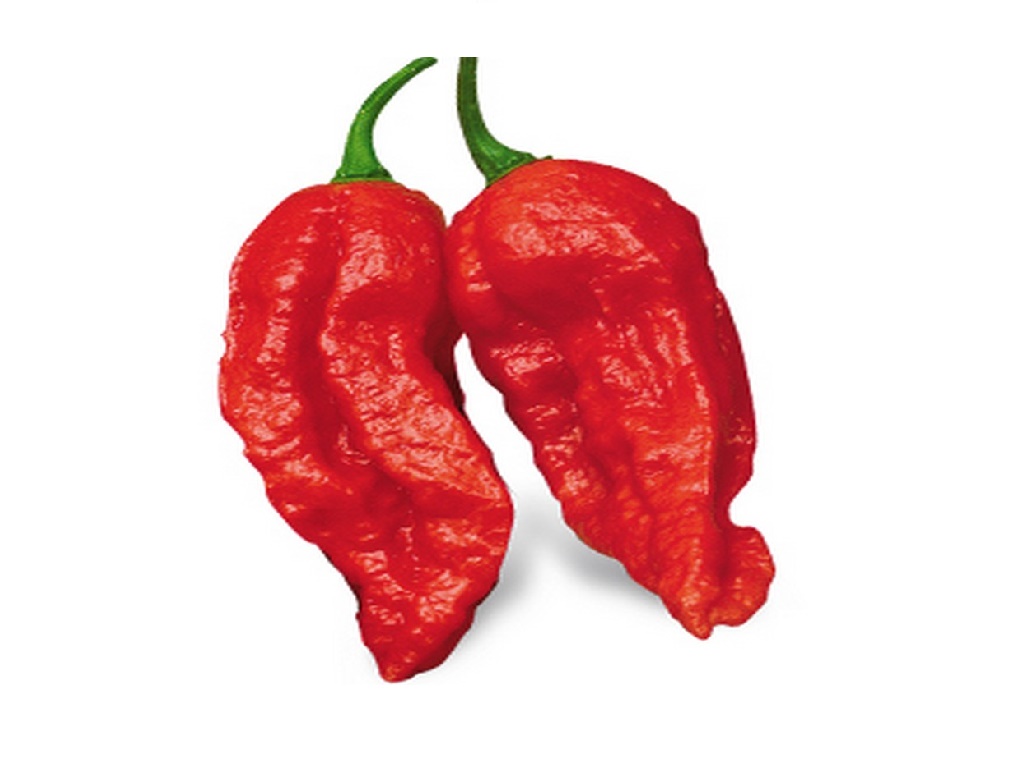 PEPERONCINO PICCANTE NAGA MORICH NR.20 SEMI