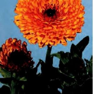 CALENDULA ARANCIO MARRONE GR.50