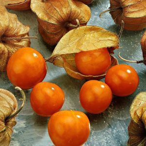 PHYSALIS PERUVIANO NR.50 SEMI