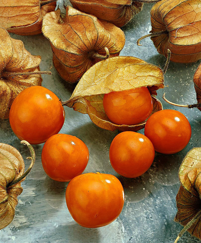 PHYSALIS PERUVIANO NR.50 SEMI