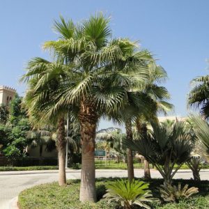 PALMA WASHINGTONIA ROBUSTA NR.3 SEMI