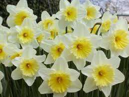 NARCISI -SCATOLA DA NR.150 BULBI