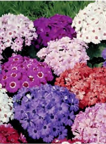 CINERARIA NANA DIANA MISCUGLIO GR.1
