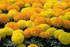 TAGETES F.1ANTIGUA ARANCIO 1000 SEMICOATED