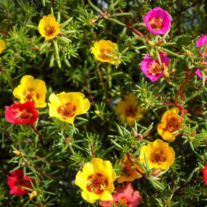 PORTULACA SEMPLICE MISCUGLIO GR.10