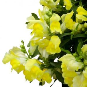 BOCCA DI LEONE CANDY GIALLO NR.1000 SEMI