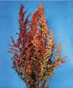 ATRIPLEX FOGLIE VERDI NR.300 SEMI