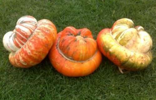 ZUCCA TURBANTE TURCO GR.50