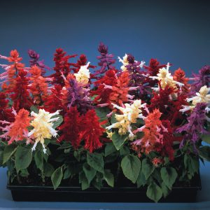 SALVIA SPLENDENS SIZZLER MIX 1000 SEMI