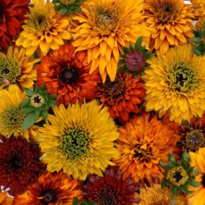 RUDBECKIA SOLE DEL MAROCCO NR.1000 SEMI