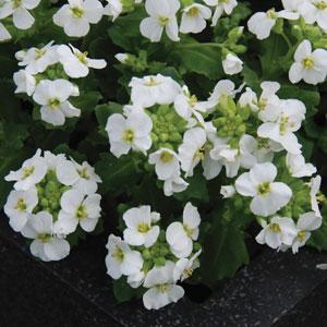ARABIS LOTTI BIANCO NR.1000