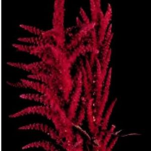 AMARANTUS AUGUILLE ROSSO 100 SEMI