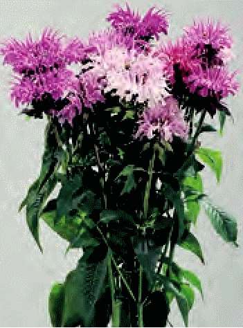 MONARDA DIDYMA MISCUGLIO GR.1